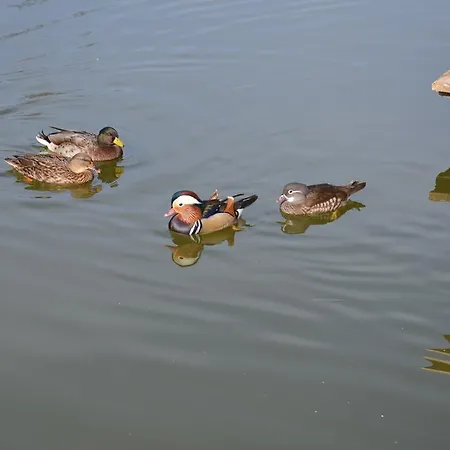 Apartmens And Sostar Gostinjska kuća 3*