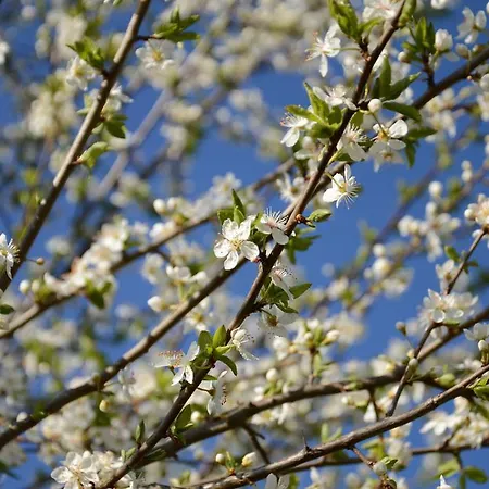 Apartmens And Sostar Penzion Cerkno