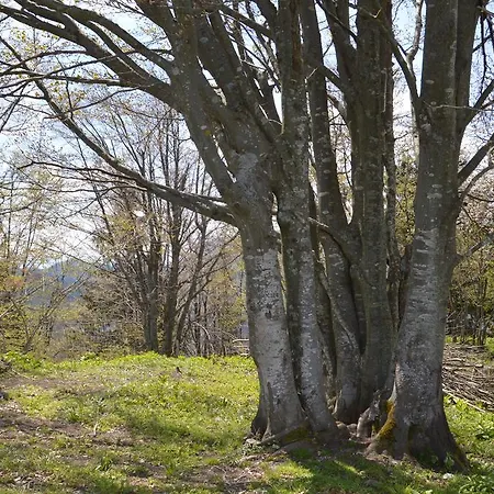 Penzion Apartmens And Sostar 3*