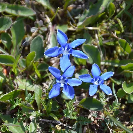 Apartmens And Sostar 3*