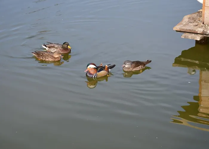 Apartmens And Sostar Gasthuis 3*