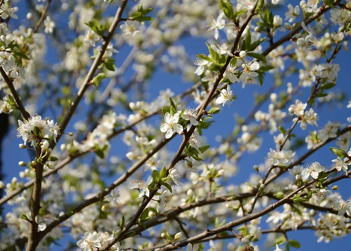 Apartmens And Sostar Gasthuis Cerkno