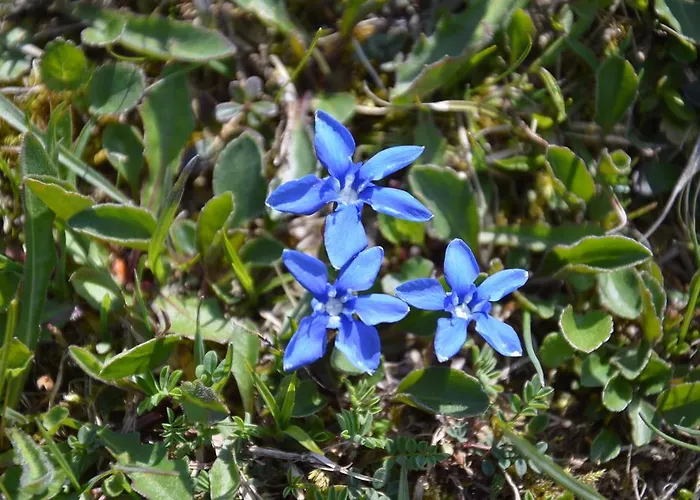 Apartmens And Sostar 3*